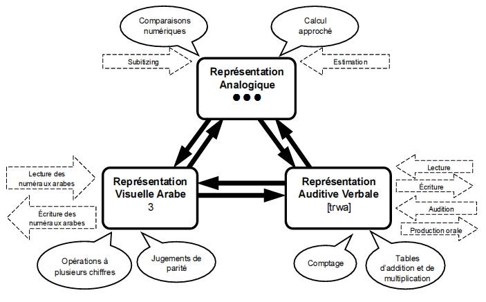Schéma du modèle du triple code de Dehaene